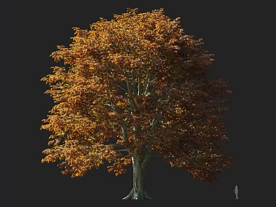 Deciduous Tree with Orange Red Autumn Leaves and Tall Trunk Isolated on Gray Background 3d model