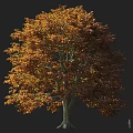 Deciduous Tree with Orange Red Autumn Leaves and Tall Trunk Isolated on Gray Background