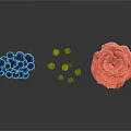 Colorful Plant Structures Featuring Blue And Pink Petal Like Forms With Small Green Circular Leaves