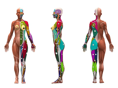 Modern Human Body Profile Medical Human Body Structure Profile Naked Degree Muscle Human Body Acupoint Muscle 3d model