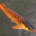 Vibrant Aquatic Animal With Golden Scales And Red Fins In Natural Habitat
