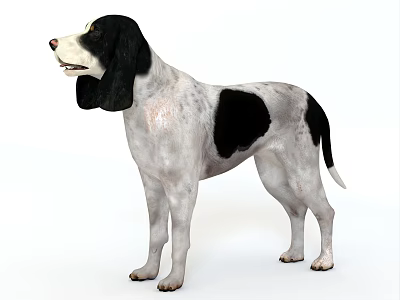 Dog Beagle Atova Dog Brick Dog Pet Dog Pet Dog Big Ear Dog Shepherd Dog Big Hound Dog 3d model