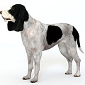 Dog Beagle Atova Dog Brick Dog Pet Dog Pet Dog Big Ear Dog Shepherd Dog Big Hound Hound Dog 3d model