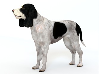 Dog Beagle Atova Dog Brick Dog Pet Dog Pet Dog Big Ear Dog Shepherd Dog Big Hound Dog 3d model