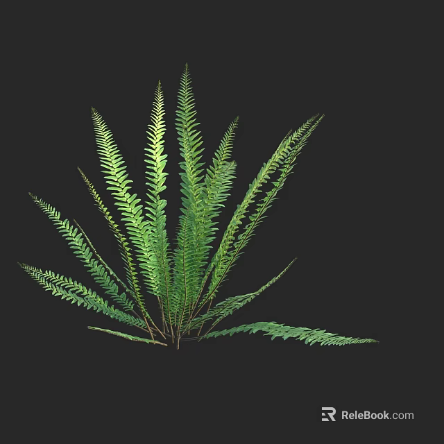 Vibrant Green Fern Shrub With Lush Elegant Fronds Against Dark Background 3d model 
