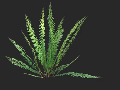 Vibrant Green Fern Shrub With Lush Elegant Fronds Against Dark Background 3d model