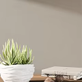 Green Striped Potted Plant in White Container Against Light Gray Wall with Decorative Box
