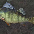Striped Perch Fish With Yellow Green Black Coloration And Distinct Fins In Natural Water Area