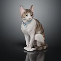 Cute Striped And White Cat With Blue Collar In Sitting Posture On Dark Background