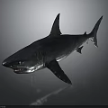 Realistic Silver Shark With Open Mouth And Sharp Teeth On Dark Background