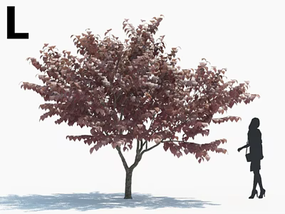 Ornamental Arbor With Lush Purple Red Leaves And Standing Female Silhouette In Landscape 3d model