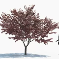 Ornamental Arbor With Lush Purple Red Leaves And Standing Female Silhouette In Landscape