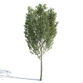 The Modern Tree 3d model