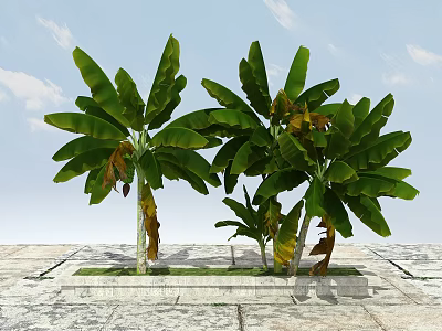 Tall Banana Trees With Large Green Leaves On Stone Slab Ground And Sky Background 3d model