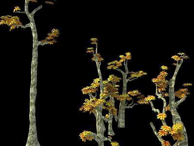 Tall Autumn Trees With Yellow Orange Leaves And Slender Trunks In Black Background 3d model