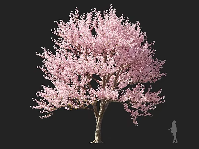 Beautiful Tall Flowering Arbor With Pink Blossoms And Lush Canopy In Bloom 3d model