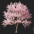 Beautiful Tall Flowering Arbor With Pink Blossoms And Lush Canopy In Bloom