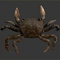 Detailed Realistic Brown Crab Aquatic Animal With Textured Shell Long Claws And Reflection