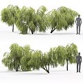 Weeping Willow Trees With Lush Green Leaves In Natural Landscape And Human Figure For Scale