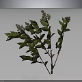 Lush Green Leaf Plant with Small White Flowers and Fresh Branches