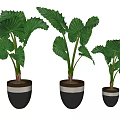 Potted Plants with Large Green Leaves in Black White Striped Pots for Indoor Decoration