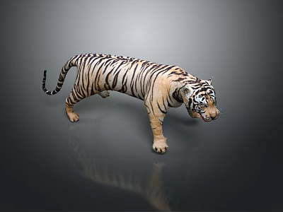 Realistic 3D Tiger Model With Striped Fur Standing On Gray Background 3d model
