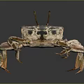 Spotted Crab With Long Antennae And Brown Green Legs On Dark Background