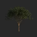 Single Arbor with Green Foliage and Brown Trunk Against Dark Background 3d model