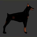 Black and Red Doberman Pinscher in Standing Pose with Sleek Coat on Neutral Gray Background