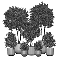 Multiple Healthy Green Bonsai Potted Plants In Concrete Pots With Various Sizes