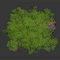 Lush Green Leafy Tree With Hanging Vines And Exposed Roots On Gray Rock