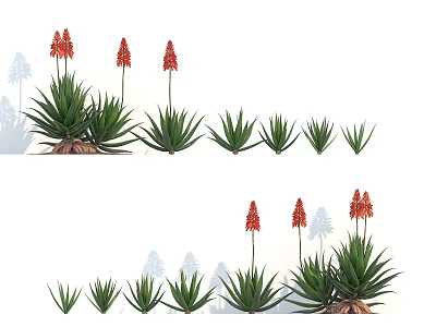 Green Aloe Vera Plants With Red Flowers In Different Growth Stages 3d model