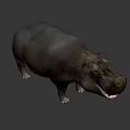 Realistic 3D Hippo Model With Open Mouth And Gray Body Features
