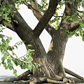 Arbor Trees With Yellow And Green Leaves For Garden Landscape Design