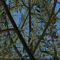 Arbor with Lush Foliage Measured Height Trunk Diameter in Plaza Stone Paved Ground Tree Pit