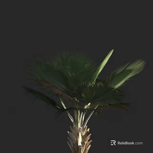 Tall Palm Tree With Broad Green Fronds And Thick Trunk Isolated On Dark Background 3d model 