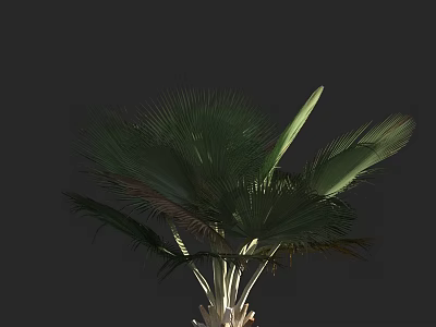 Tall Palm Tree With Broad Green Fronds And Thick Trunk Isolated On Dark Background 3d model