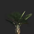 Tall Palm Tree With Broad Green Fronds And Thick Trunk Isolated On Dark Background