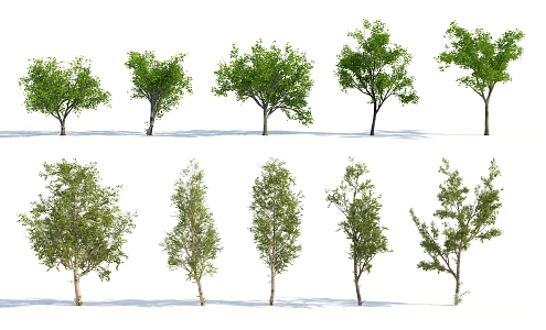 The Modern Tree 3d model