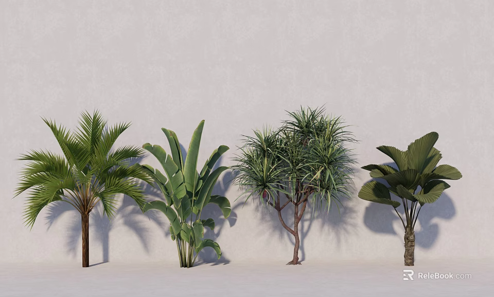 Different Types of Indoor Decorative Trees With Lush Green Foliage and Varied Leaf Shapes 3d model 