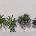 Different Types of Indoor Decorative Trees With Lush Green Foliage and Varied Leaf Shapes