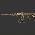 Modern Skeleton Animal Skeleton Dinosaur Skeleton Skeleton 3d model