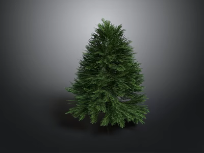 Lush Green Pine Tree Standing Alone In Natural Outdoor Environment With Dark Background 3d model