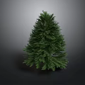 Lush Green Pine Tree Standing Alone In Natural Outdoor Environment With Dark Background 3d model