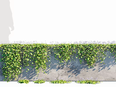 Ivy Vines Growing Naturally on Concrete Wall with Lush Green Leaves and Casting Soft Shadows 3d model