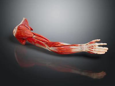 Medical Device Human Arm Muscle Anatomy Model With Detailed Structure For Medical Teaching 3d model