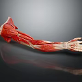 Medical Device Human Arm Muscle Anatomy Model With Detailed Structure For Medical Teaching