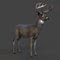 Detailed Realistic Deer With Large Antlers Standing On Gray Background