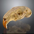 Detailed Bird Skull Anatomical Specimen With Orange Beak And Structural Features