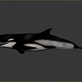 Majestic Orca Whale Swimming in Ocean with Open Mouth and Sharp Teeth